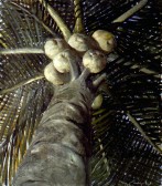 Cocos
